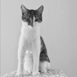 Meet your Posher, Creampuff!
